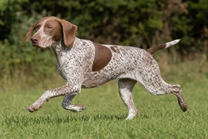 Braque Francais, Pyrenean Type — running