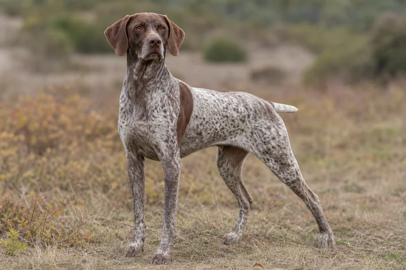 Braque Francais, Pyrenean Type — adult