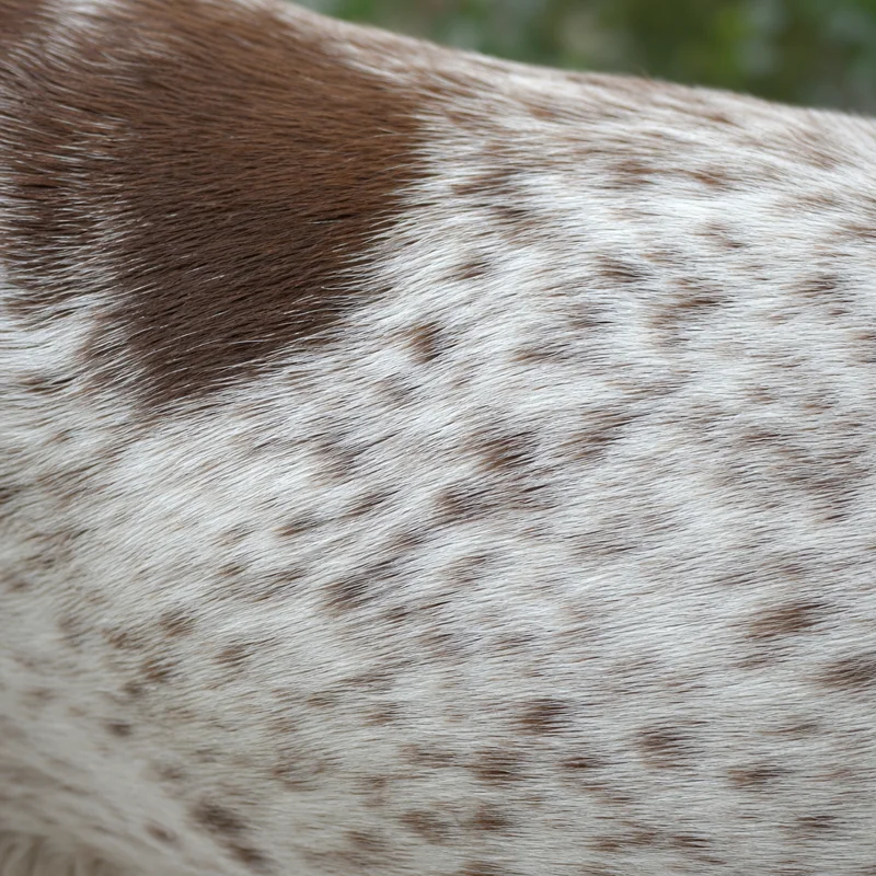 Braque Francais, Pyrenean Type — coat texture