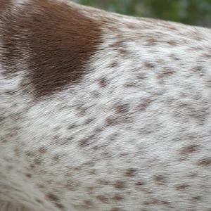 Braque Francais, Pyrenean Type — coat texture