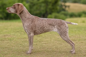 Braque Francais, Pyrenean Type — chestnut roan coat