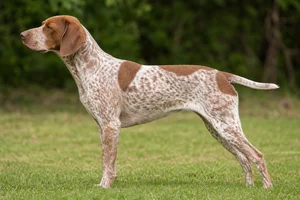 Braque Francais, Pyrenean Type — white & chestnut coat