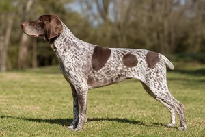 Braque Francais, Pyrenean Type — white & liver coat
