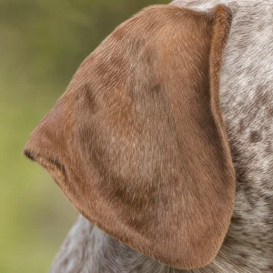 Braque Francais, Pyrenean Type — ears