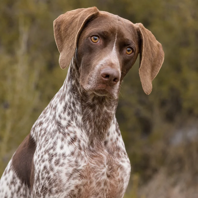 Braque Francais, Pyrenean Type — alert