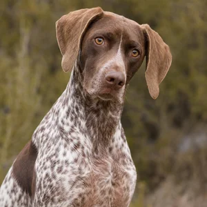Braque Francais, Pyrenean Type — alert