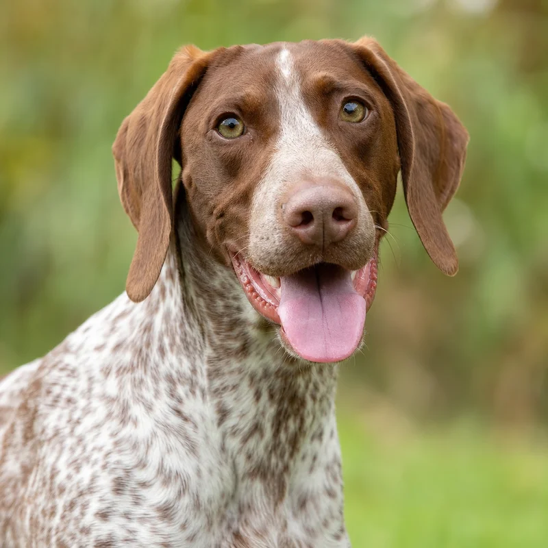 Braque Francais, Pyrenean Type — happy