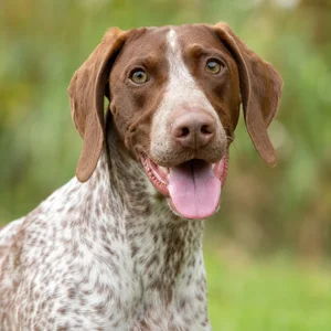 Braque Francais, Pyrenean Type — happy