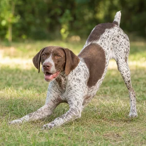 Braque Francais, Pyrenean Type — playful