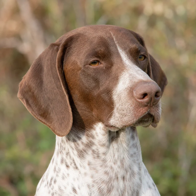 Braque Francais, Pyrenean Type — relaxed