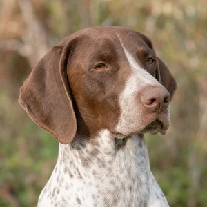 Braque Francais, Pyrenean Type — relaxed