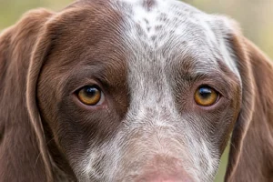 Braque Francais, Pyrenean Type — eyes