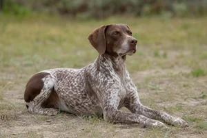 Braque Francais, Pyrenean Type — lying down