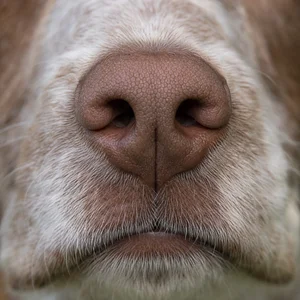 Braque Francais, Pyrenean Type — nose