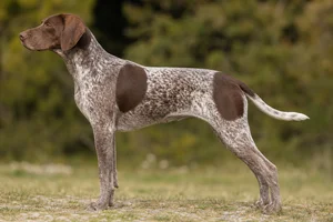 Braque Francais, Pyrenean Type dog