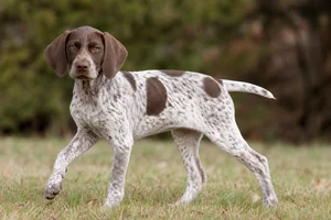 Braque Francais, Pyrenean Type — puppy (~4 mo)