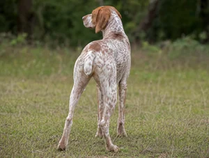 Braque Francais, Pyrenean Type — rear