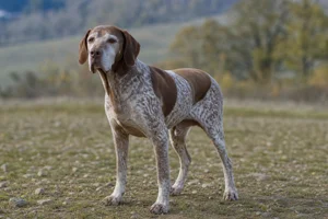 Braque Francais, Pyrenean Type — senior