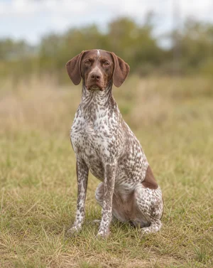 Braque Francais, Pyrenean Type — sitting