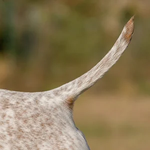 Braque Francais, Pyrenean Type — tail