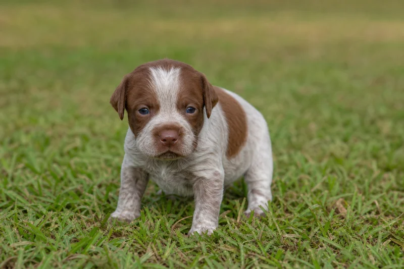 Braque Francais, Pyrenean Type — young puppy (~1 mo)