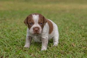 Braque Francais, Pyrenean Type — young puppy (~1 mo)