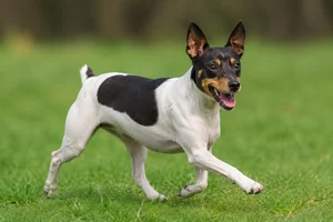 Brazilian Terrier — running