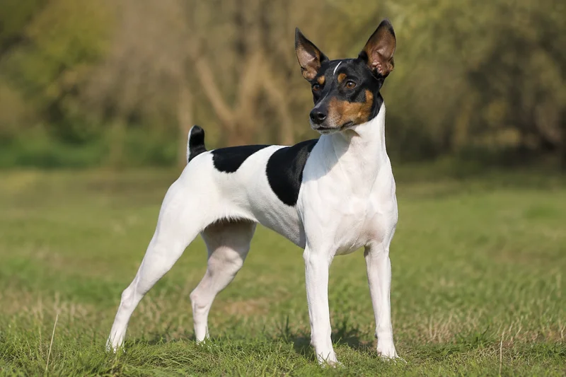 Brazilian Terrier — adult