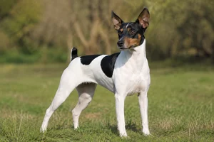 Brazilian Terrier — adult