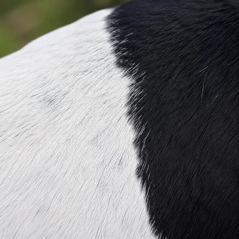 Brazilian Terrier — coat texture