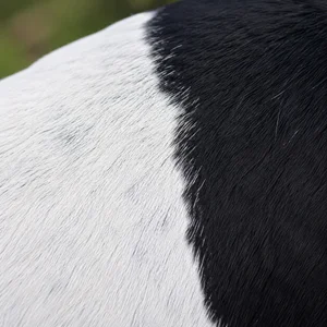 Brazilian Terrier — coat texture