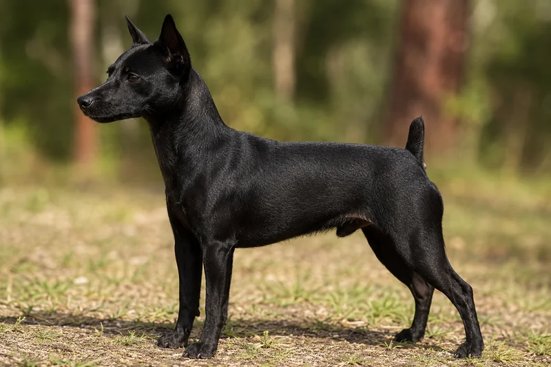 Brazilian Terrier — Black coat
