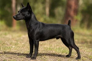 Brazilian Terrier — Black coat