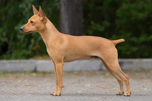 Brazilian Terrier — Tan) coat