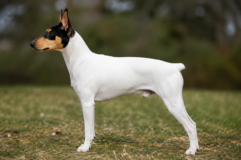 Brazilian Terrier — Tricolor (White coat