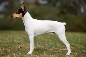 Brazilian Terrier — Tricolor (White coat