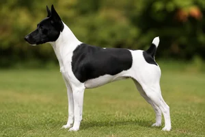 Brazilian Terrier — White & Black coat