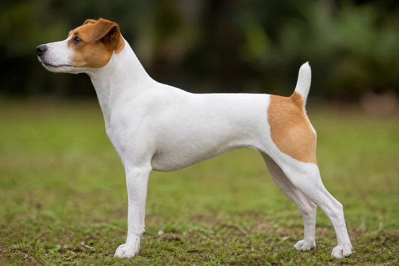 Brazilian Terrier — White & Tan coat