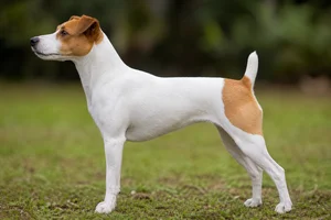Brazilian Terrier — White & Tan coat
