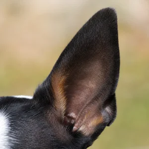Brazilian Terrier — ears