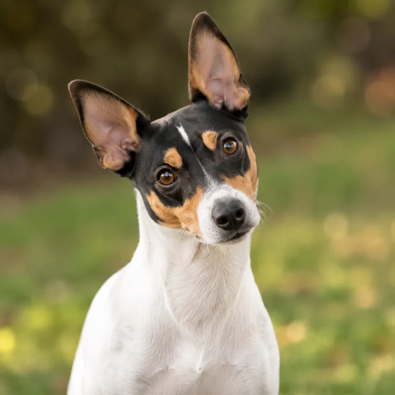 Brazilian Terrier — alert