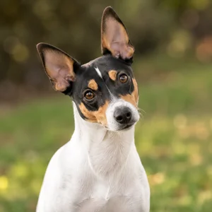 Brazilian Terrier — alert