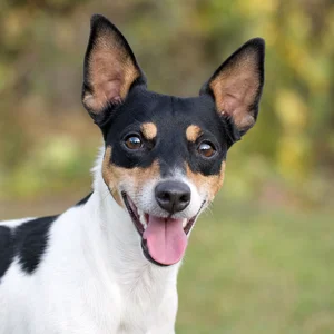 Brazilian Terrier — happy