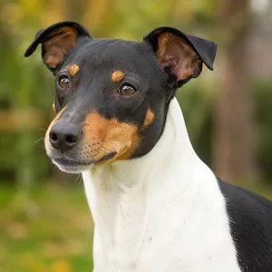 Brazilian Terrier — relaxed