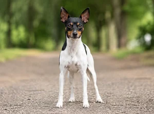 Brazilian Terrier — front