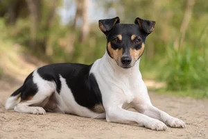 Brazilian Terrier — lying down
