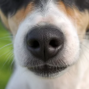 Brazilian Terrier — nose