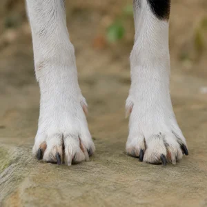 Brazilian Terrier — paws