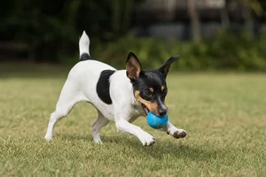 Brazilian Terrier — playing