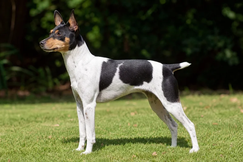 Brazilian Terrier — side